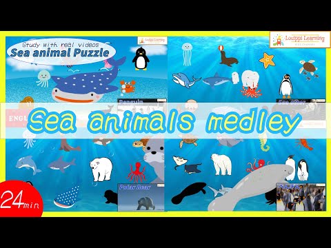 【English】 Sea animals quiz Animation Puzzles & live action video Medley Flash cards for baby kids