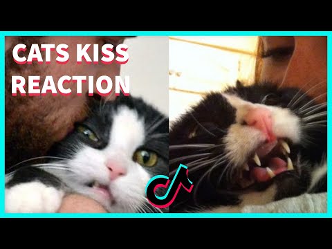 CATS REACTION TO A KISS COMPILATION