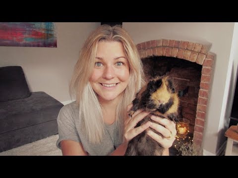 Meet My Guinea Pigs (all 4 of them!) | Qu33neY