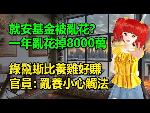 就安基金被亂花？一年亂花掉8000萬｜綠鬣蜥比養雞好賺！官員：亂養小心觸法🍓20241203 #高雄林小姐 #Vtuber​​​​ #台灣Vtuber​​​ #台V