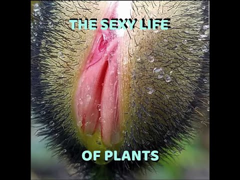 The Sexy Life of Plants