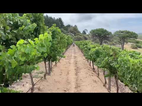 Zevenwacht E-bike winery tour