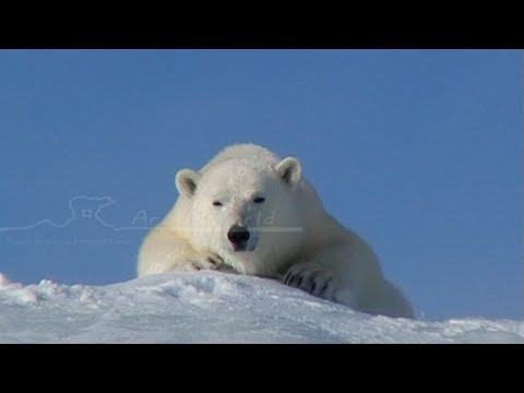 A polar bear in Erebus and Terror Bay - Nanoq 2007 expedition