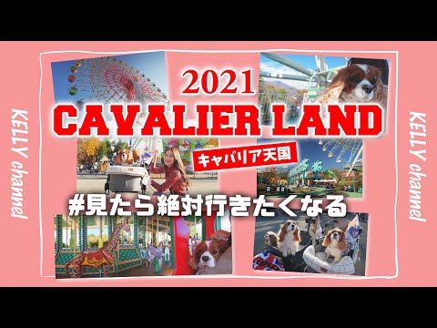 🐶👩【キャバリアランド2021】600匹以上のキャバリアが集結‼︎こんな光景みたことない♡‼︎