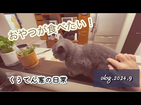 【料理】大豆ミートdeハンバーグ/おやつが食べたい猫/中年夫婦/40代主婦/猫のいる暮らし