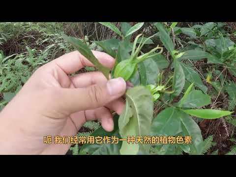 天然的植物色素、无副作用，还散发迷人的香气，全身都是宝啊