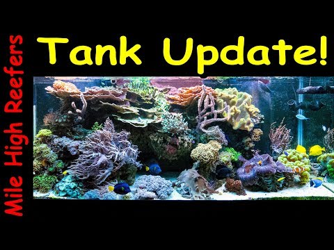 Reef Update, Tangs, Coral, Nano