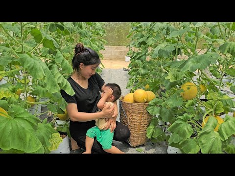 The life of a 17-year-old single mother: Harvesting cantaloupes - making bamboo cabinets || lyTieuNu