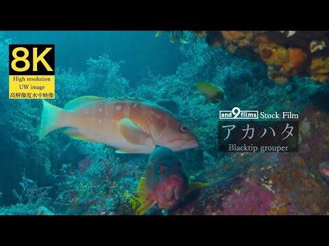 【8K 水中映像】アカハタ / Blacktip grouper / Epinephelus fasciatus