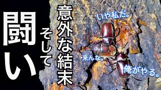 弱肉強食の世界【お寺で昆虫採集】