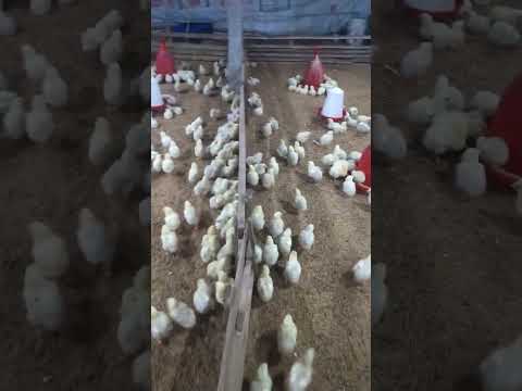 Poultry chick's #poultry #shorts