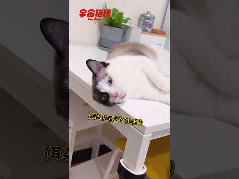 這貓咪太聰明了 嘔吐物還知道要自己處理... #宇宙貓咪 #cat #shorts #shortstw