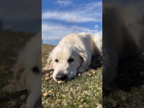 Nash the #englishcreamgoldenretriever 12 week old vs. 10 months old #goldenretriever  #puppy