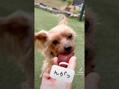 【犬のおやつ 無添加てづくり】雨☔が上がったら、庭へGo💨 #犬のいる暮らし #癒し #dog #可愛いわんこ