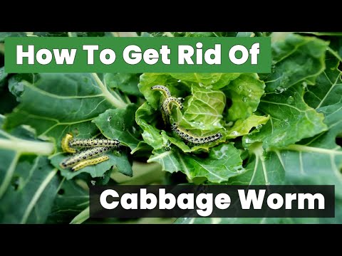 How To Get Rid Of Cabbage Worm / Cabbage Loopers Fast – You Won’t Believe How!