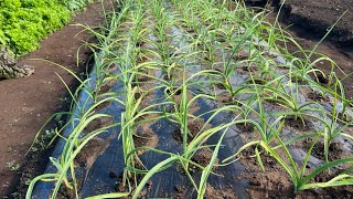 Unexpected pitfalls of garlic fertilization (how to fertilize and when to fertilize) 24/11/19