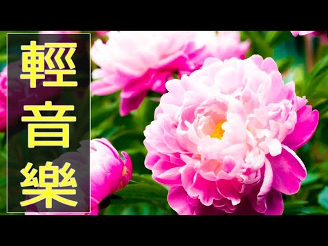 【非常好听】🎷🎷週末聽50首最好的老音樂 🌺早上最適合聽的輕音樂 🎵 每天調心洗滌心性 - 薩克斯風 - 無廣告音樂  - 轻音乐 - 探戈老歌 Old Taiwanese Music