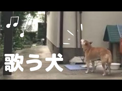 【歌う犬！？】高砂市の防災無線「月の沙漠」に乗せて