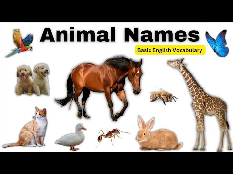 Animal names #animals #animalsname #animalsnameinenglish#basicenglishvocabulary #vocabulary