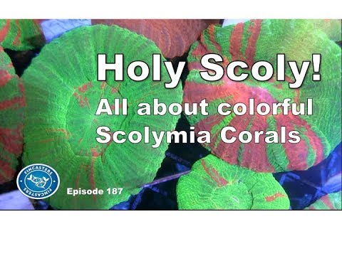 Holy Scoly All about keeping Scolymia Episode 187