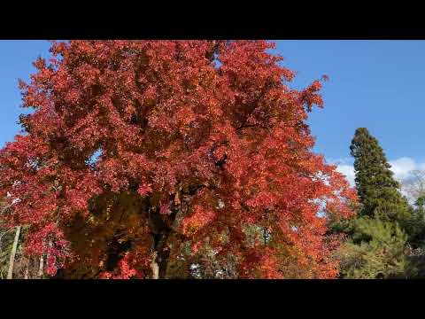 フウ（楓）の紅葉（2024年12月16日）