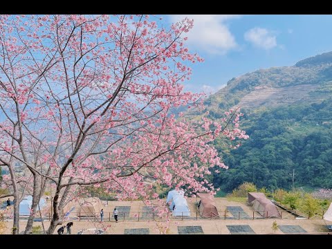 親子露營｜12th｜山林好蒔光｜Coleman MDX｜無邊境山景｜KZM鐵板｜鑄鐵鍋｜櫻花步道