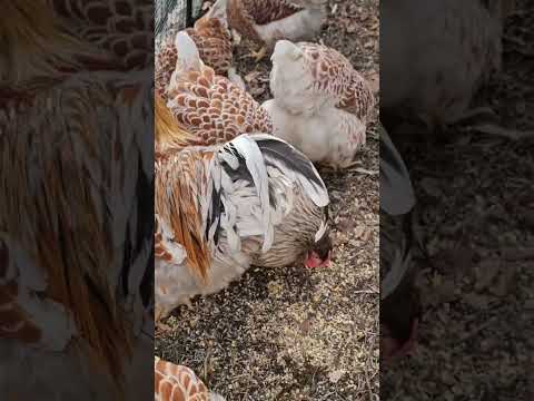 #bluelacedredwyandotte #chickens #farming #homesteading #livestock #hen #chickentractor #rooster