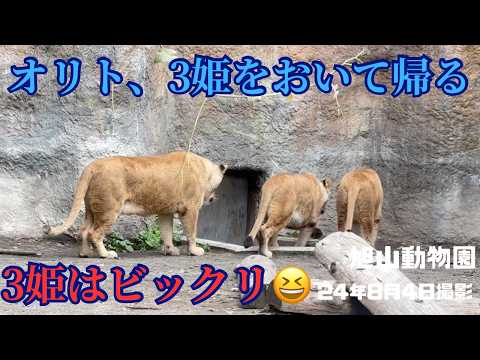 Oritopapa was surprised by the real roar! [Lion at Asahiyama Zoo]