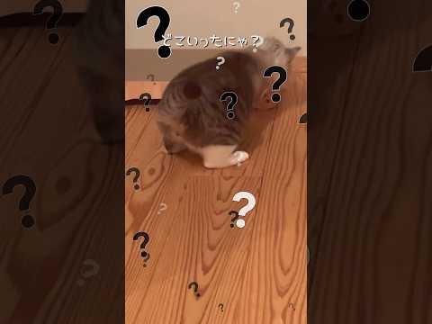 どこいったにゃ？ #ねこ動画 #cat #保護猫 #子どもと猫 #ことねこくらし