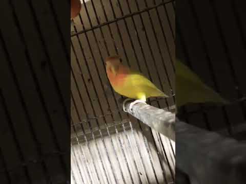 #saleupdate #male #pet #bird #lovebird #pigeon #parrot 🥰😘🥳😍 subscribe chanel