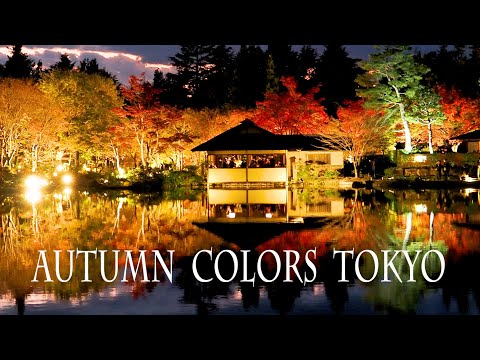 Autumn leaf viewing season  in TOKYO and SAITAMA.東京、埼玉で紅葉が見頃