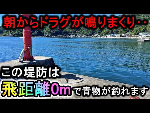 【愛媛遠征後編】四国の堤防は早朝からドラグが鳴りまくり飛距離０ｍで青物が釣れます