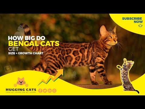 The Truth About Bengal Cat Size : What Size Do Bengal Cats Grow To?