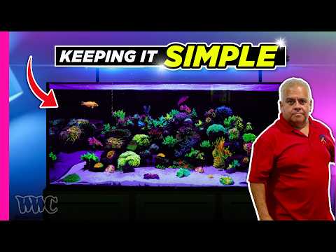 Creating a Stunning Tank with Basic Corals! | 150 Gallons Tank