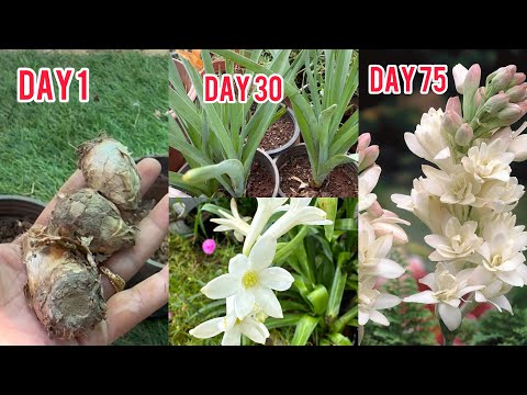 Best Way to Grow TUBEROSE | Tips To Get more Flowers on RAJNIGANDHA |  Care Tips for Tuberose