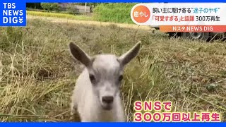 「おいてかないで～」飼い主を探す可愛すぎる子ヤギ　飼い主「そんなに悲しむとは思わなかった」と後悔｜TBS NEWS DIG