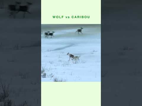 Wolf hunts Caribou in Winter