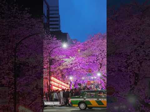 #travel #japan #cherryblossom #sakura #hanami #tokyo #trending #highlights #shorts