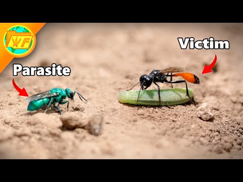 Cuckoo Wasp ATTACKS Sand Wasp...