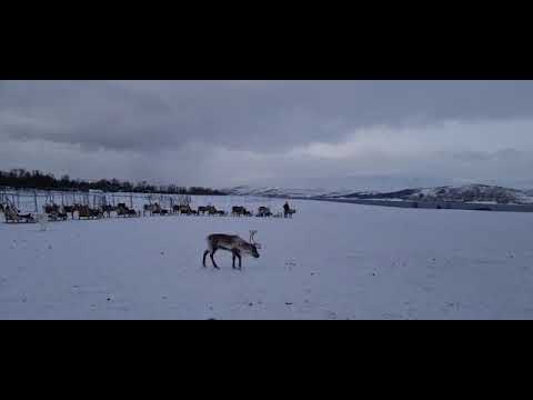 Norway reindeer