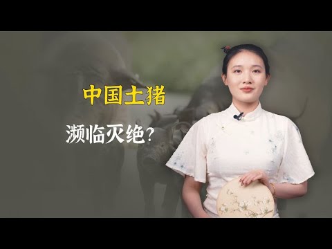 中国土猪濒临灭绝？学学古代人，看怎么挑选猪肉