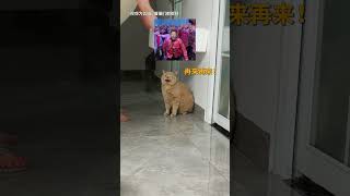 【#乔巴日记】猫猫:我不过只是有那么一丢丢倒霉罢了 #萌宠成精了 #猫咪的迷惑行为 #猫咪