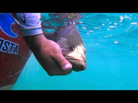 Easiest Way To Catch Grouper - Killer Wasp on a Boat???