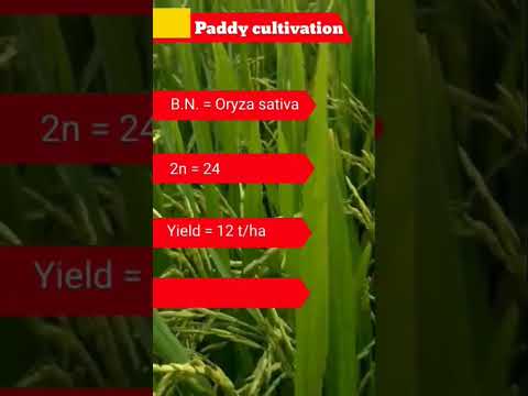 Cultivation of Paddy #agriculture #cultivation