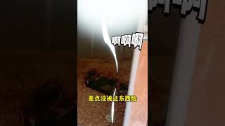 去了一个带马厩的房子，马的味道十里飘香，进马厩我差点没被吓死~