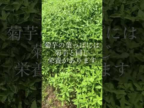 キクイモ茶つくります#無肥料#無農薬#キクイモ#菊芋