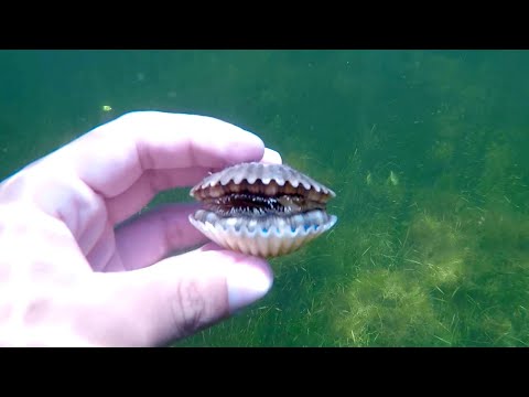 Crystal River Scallop Season Was Terrible??? | 2019