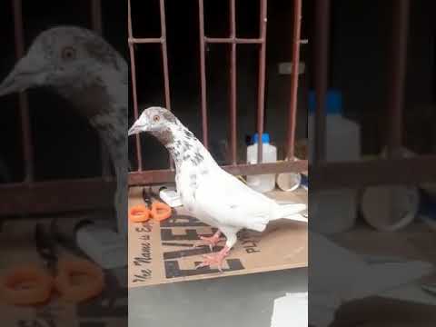 Top Quality Madrasi pigeon