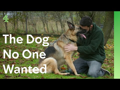 Can unwanted German shepherd end 7 month wait | The Dog House 🐶 | Brooke the German Shepherd