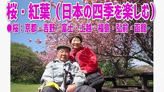 【車椅子旅行映像】日本の四季を楽しむ（桜・紅葉）の疑似体験！